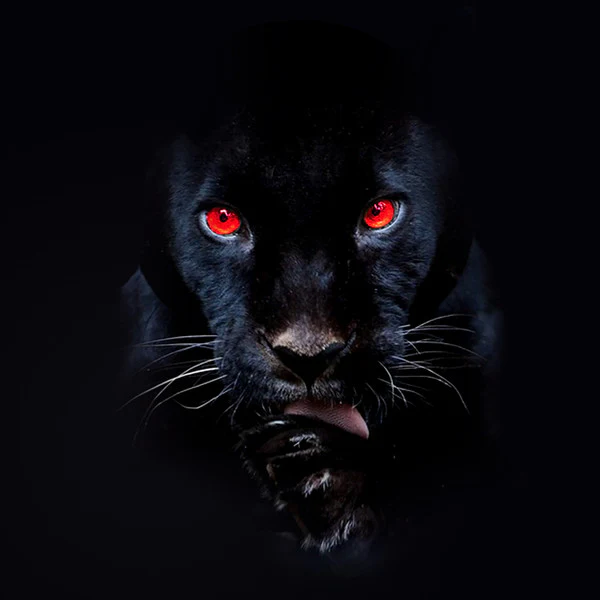 RJ PAYNE, He's A Fuckin Animal (Tuff Kong Records; TKR153, Italy 2020, Limited Edition, Numbered, Red / Black) LP VG+/VG+
